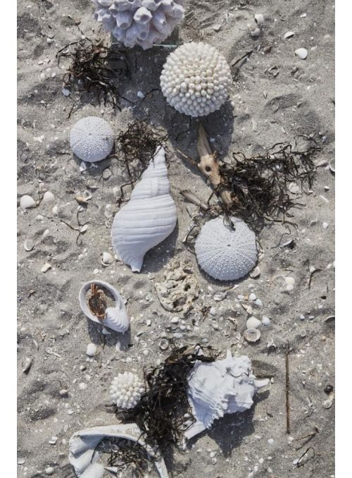 Serafina coquille blanc