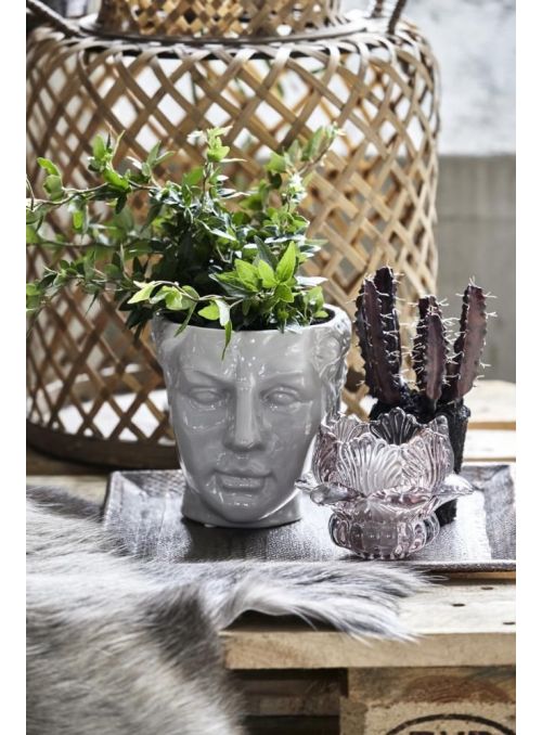 cactus violet foncé